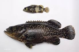 「石斑王」龍膽石斑 身長可達230公分堪比姚明！