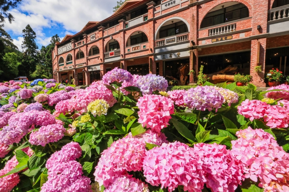 【杉林溪繡球花季＋住宿推薦】今夏最值得的避暑賞花輕旅行