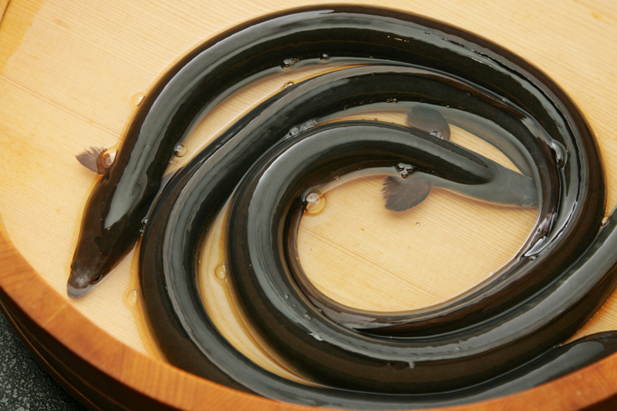 日本國內鰻苗大歉收　台灣白腹鰻在日大熱銷