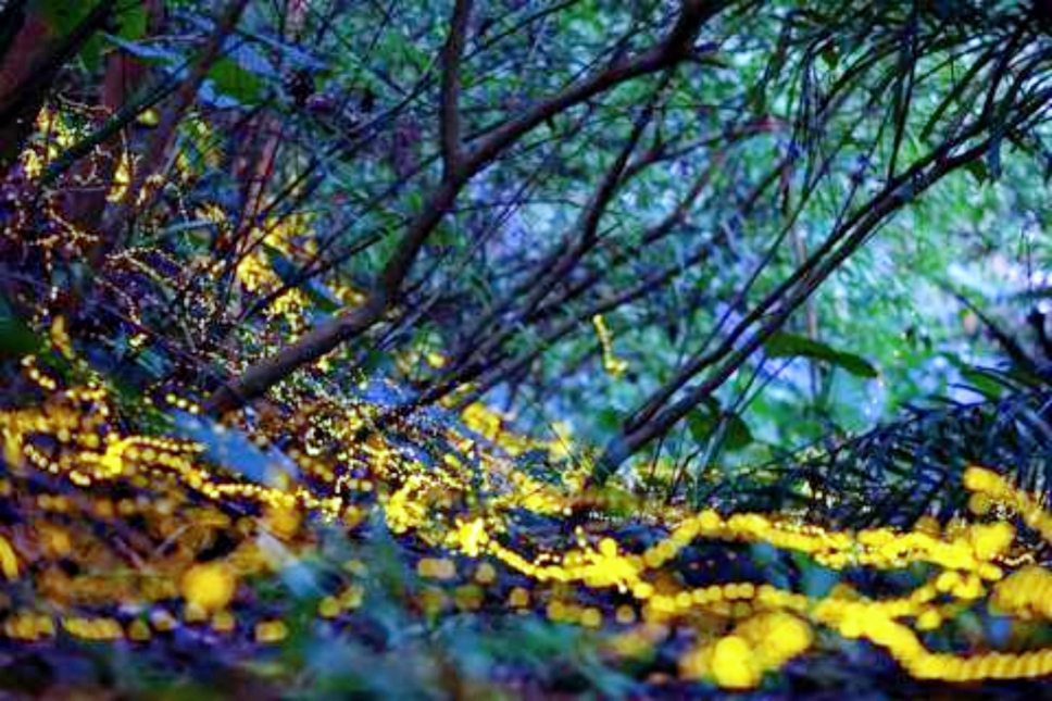 螢火蟲季開跑!南投海盜村「一泊四食贈免費賞螢」 親子夜宿樂園正夯