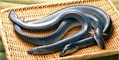 你吃的是鰻魚還是穴子？點進來看三點大不同！